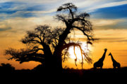 shutterstock_106355684