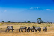 shutterstock_399461038