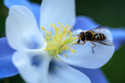 Robot bees that pollinate flowers shutterstock_130905992