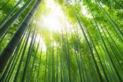 Bamboo food packaging to reduce waste problem shutterstock_226193995
