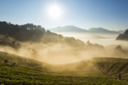 shutterstock_193398866