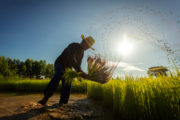 shutterstock_310459745