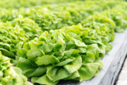 shutterstock_453673261