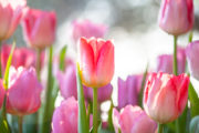 shutterstock_180592682