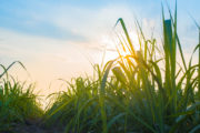 shutterstock_363287201