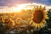 shutterstock_404992963