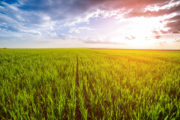 shutterstock_449895727