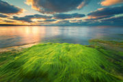 shutterstock_460259383